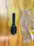 Tcqxd16a Cdi Torque Ratchet 1 2