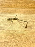 New Haven Clock Movement Count Wheel Lever (see Pics To Id Mvmt) (KD2953). Fixed Price $12.99.